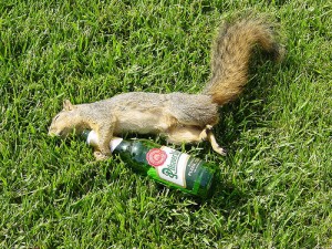 a drunken squirrel