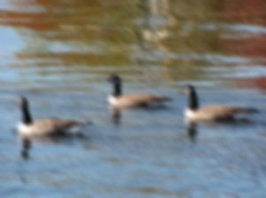 out of focus canadian geese