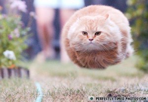 the latest in hover cat techology