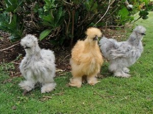 grown up silkies this is Madame Chicklettes future.. hopefully