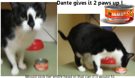 Dante gives IAMS 2 Paws up !