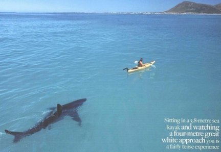 shark following a kayak at sea