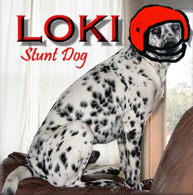 loki stunt dog in a helmet for trained facepalms approved by peta