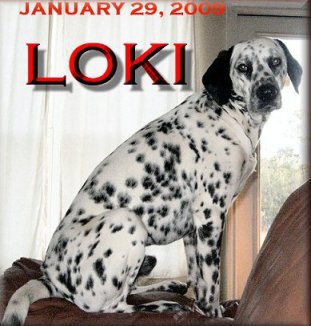 Loki the Neurotic Dalmatian is always on guard.