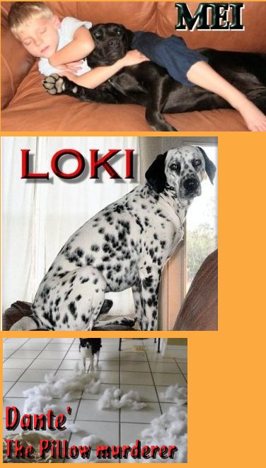 loki, mei, dante, our lovely pets